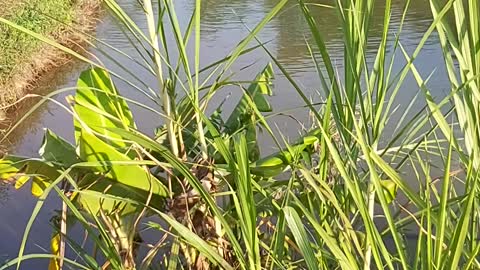 Go fishing in Vietnamese