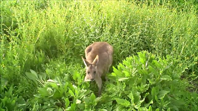 CUTES PLAYING BABY KANGAROOS