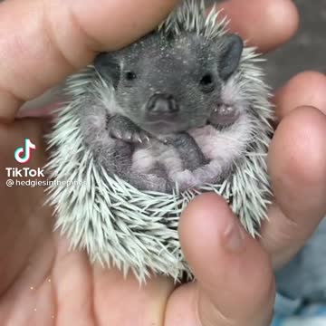 Hedgehog making bird sound
