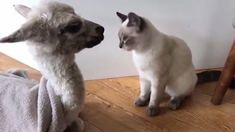 Cat and alpaca become good friends