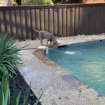 My puppy is up to her usual antics