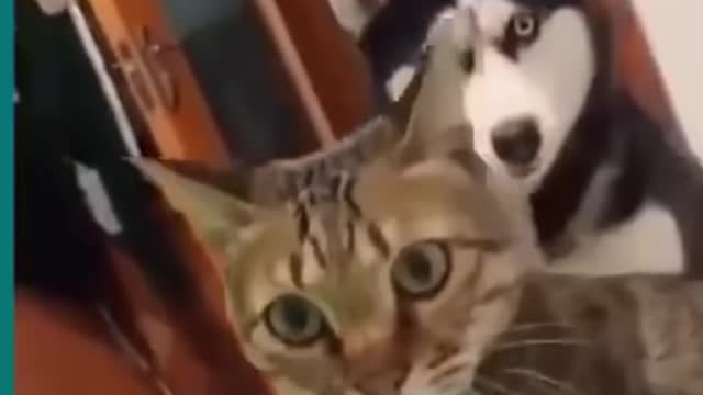 😂Cat and Dog Fighting 😁Very Funny😀|| Try not To Lough 😂#Rumble