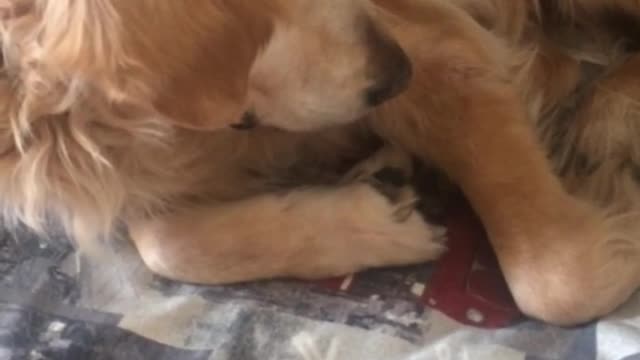 Woman touches brown dog dog is confused