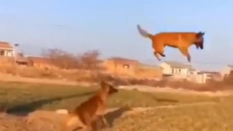 cute_and_funny_animal_video_short_animal_funny_video_viral__