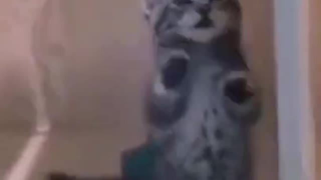 Funny Dogs & Cats compilation