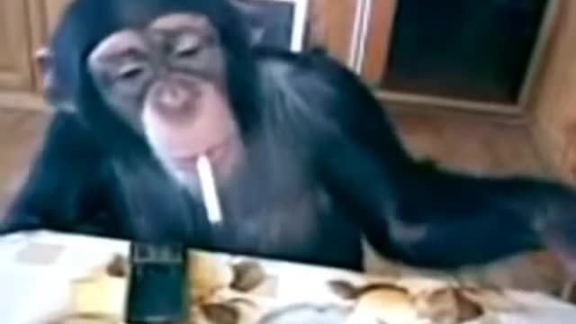 MONKEYS Funny Monkey Videos