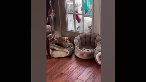 Cat vs dog