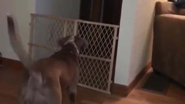 Lady is casually recording her dogs, then sees a shadow move