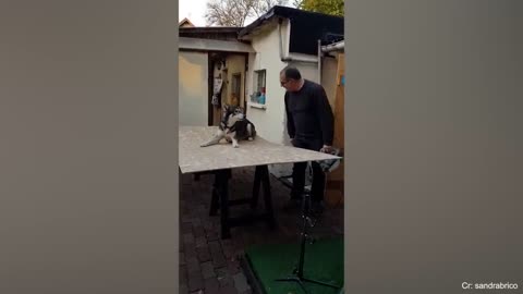 Husky - the most "expressive meme" of all pets 🤣