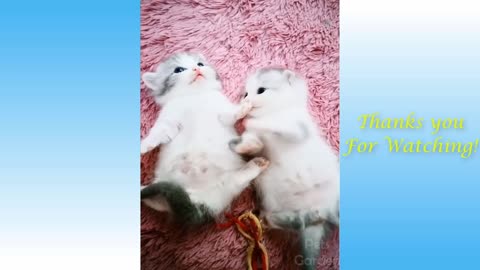 Laugh with lovely cats