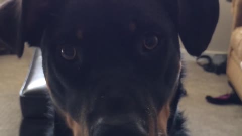 Black dog stares at camera and then jumps at its owner holding the camera