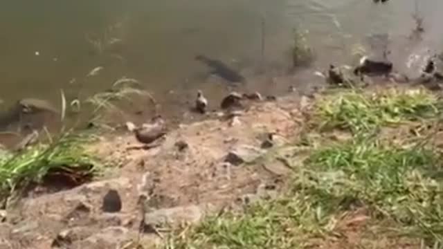 Quick Bird Escapes From Hungry Fish