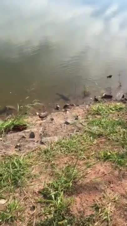 Quick Bird Escapes From Hungry Fish