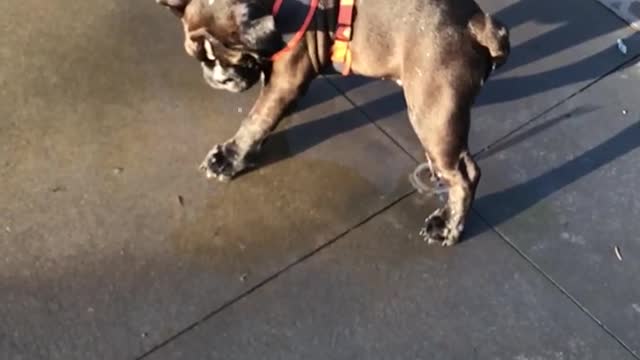 The dog loves to play in water