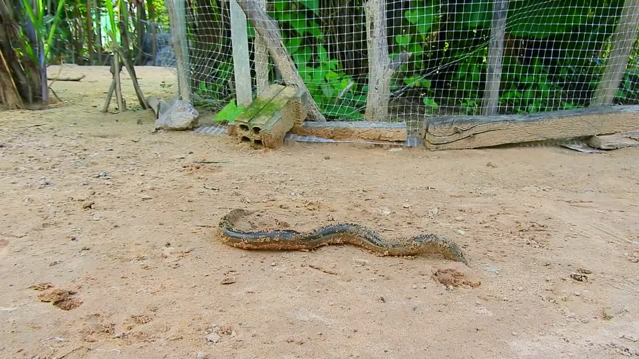 A fun monkey and snake game, watch and enjoy