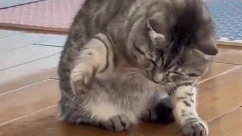 So funny cat