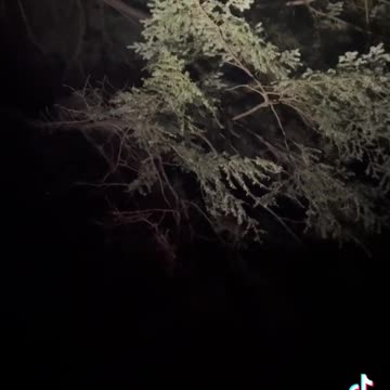 This guy has them on his property