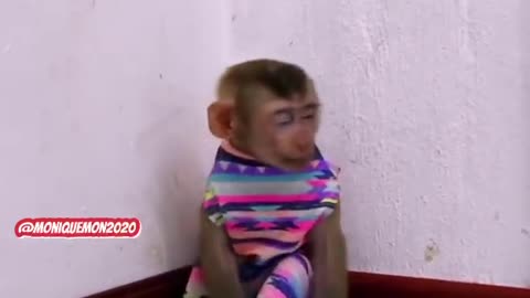 Monkey funny vídeo