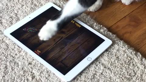 CUTE cat playing games on an Ipad