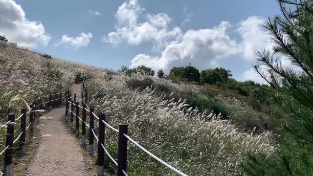 Wonderful silver grass field