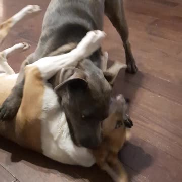 Christmas Play with Tucker Carlson and Claire Bear