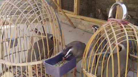 Chakor voice/ Chukar voice zark awaz / Arabic partridge chukar