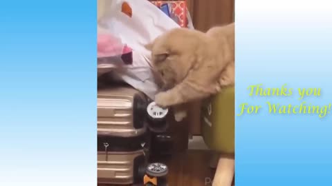 ali post Top Funny Cat Videos of The Weekly - TRY NOT TO LAUGH #17 | Pets Garden