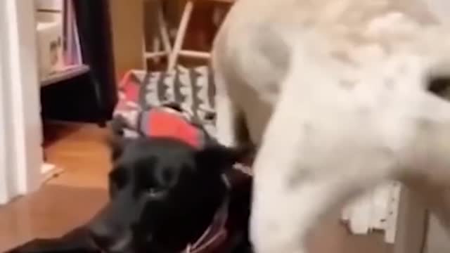 Funny Doggyz