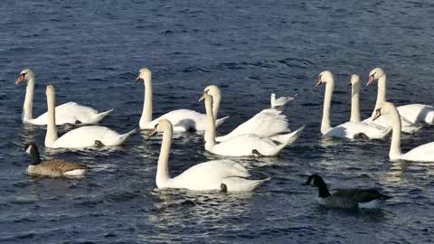 Swans sea