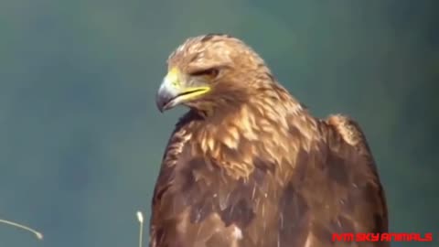 Mother Monkey fails to protect Her Child from a hunting Eagle