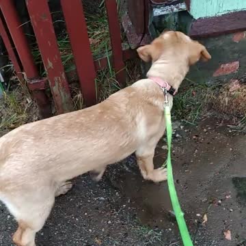 Dog meets strange waterfall