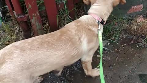 Dog meets strange waterfall