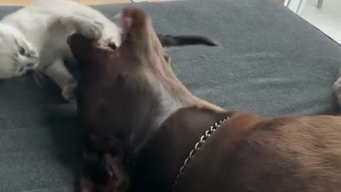 dog and cat are playing together,Both are best friends