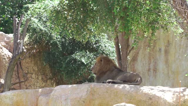 Lion lying on the rocks