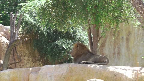 Lion lying on the rocks