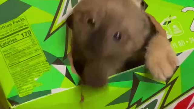 Jasper and Cream fight in Mtn Dew Box.