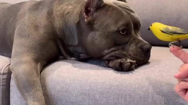 • American bully | Best Funny Dogs