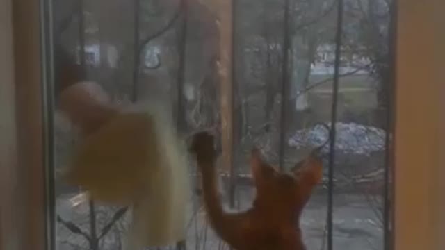 Watch funny cat washes a window.