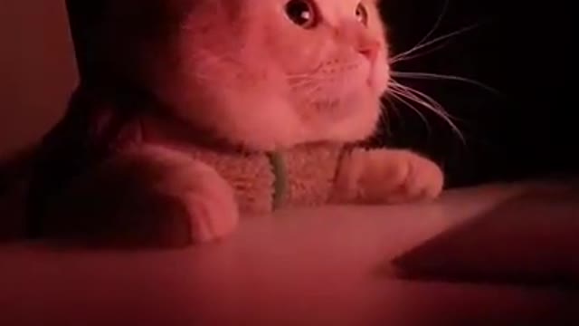 So funny reaction of cat 😺 after watching TV