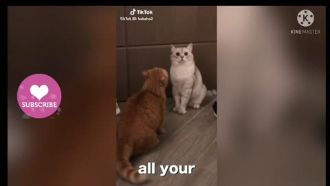 Cat kissing video