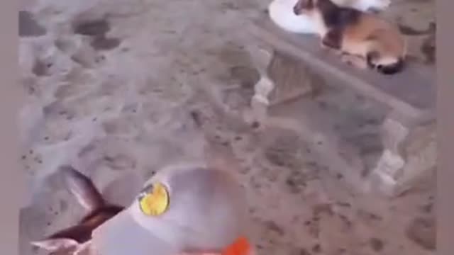 Funny Animals Reaction 😇Funniest Baby at the Zoo🐶😻 Try Not To Laugh 🤣 #shorts #04