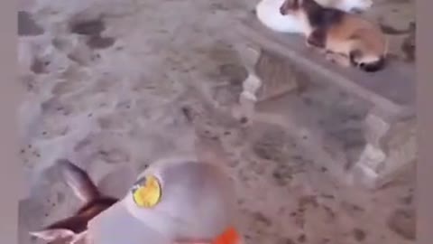 Funny Animals Reaction 😇Funniest Baby at the Zoo🐶😻 Try Not To Laugh 🤣 #shorts #04