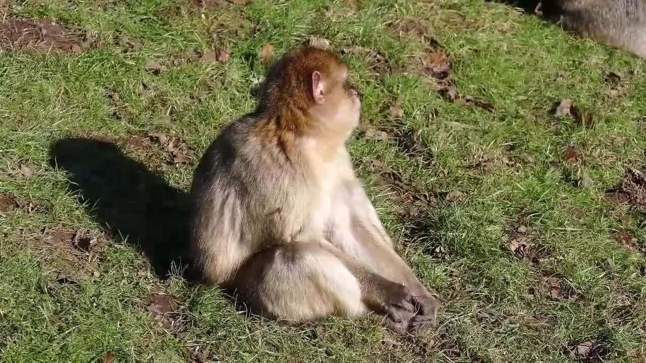 Monkey’s Life