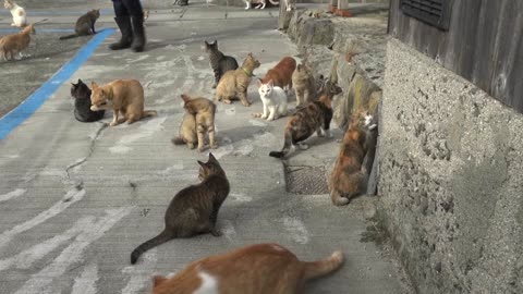 A Captain Brings Snacks to The Cats