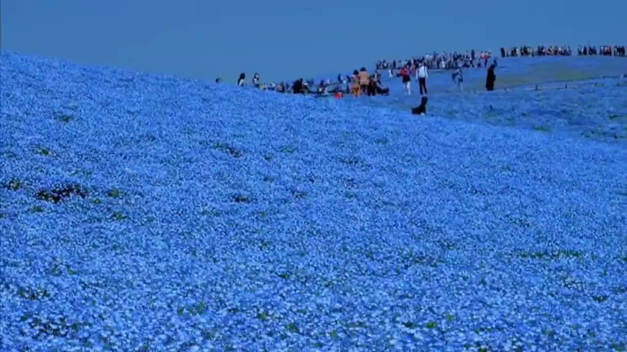 This sea of blue flowers is really beautiful