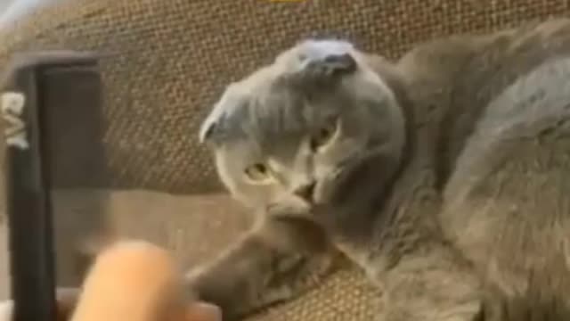 Funny clips of cats