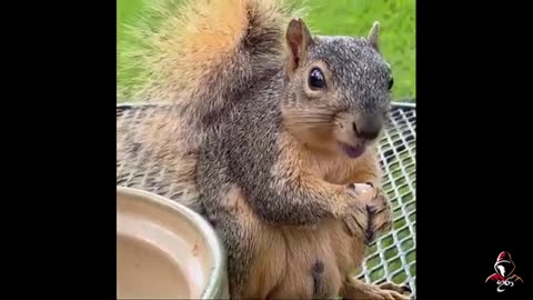 Funny Animals Videos
