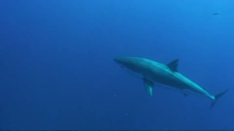 Swimming With Great White Sharks