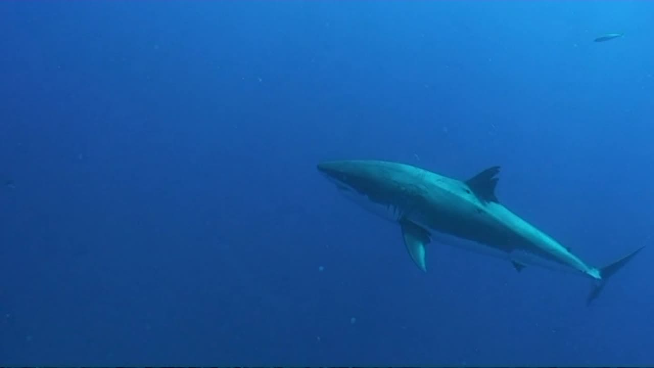 Swimming With Great White Sharks