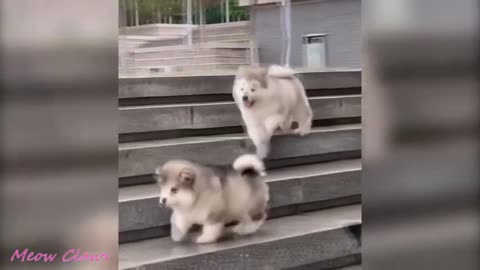 Momentos divertidos con perritos de alaska